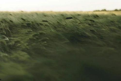 风中的照片,照片中的自然诗篇