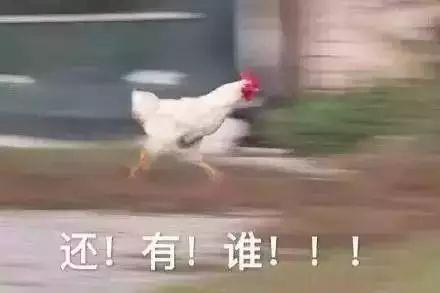 三只野鸡表情包,趣味横生的网络文化现象