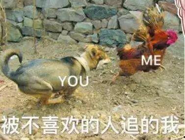 三只野鸡表情包,趣味横生的网络文化现象